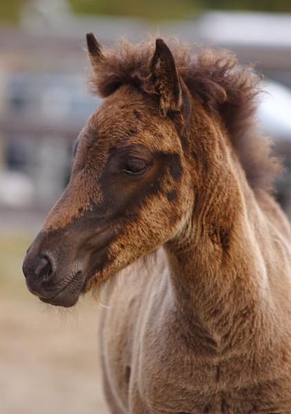 Njola von Heidmoor d.jpg